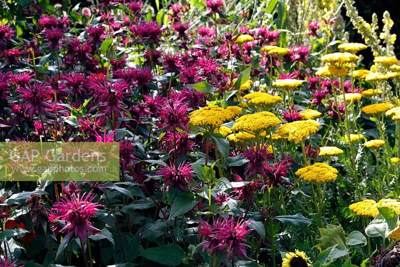 Monarda 'Gewitterwolke' with Achillea filipendulina