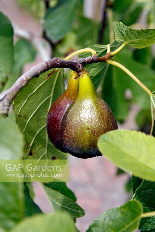 Ficus carica 'Brown Turkey' AGM - Fig