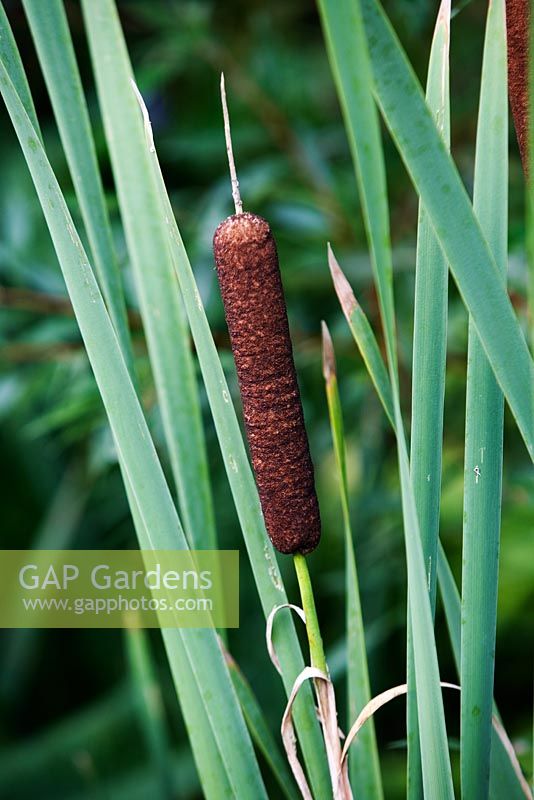 Typha angustifolia