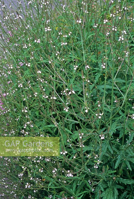 Verbena officinalis