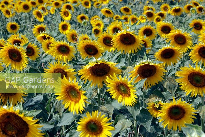 A field of Helianthus annus - Sunflower

