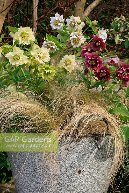 Double Helleborus x hybridus - Hellebores underplanted with a Stipa tenuissima - Pony Tail grass in a French enamel bowl