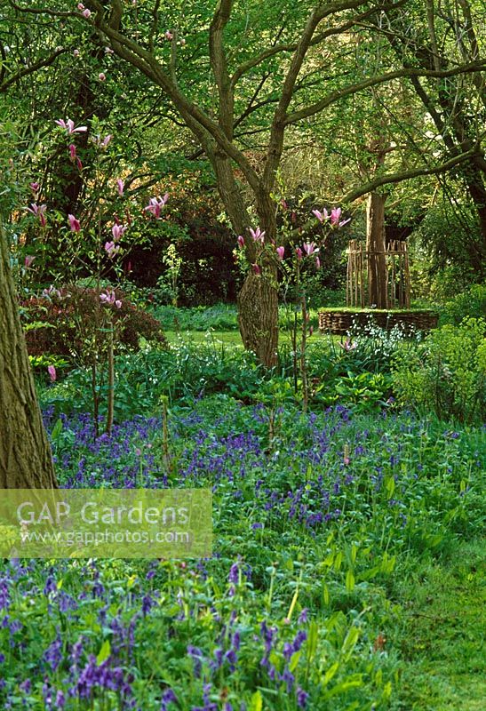 Bluebell wood with Magnolia and circular woodland seat.