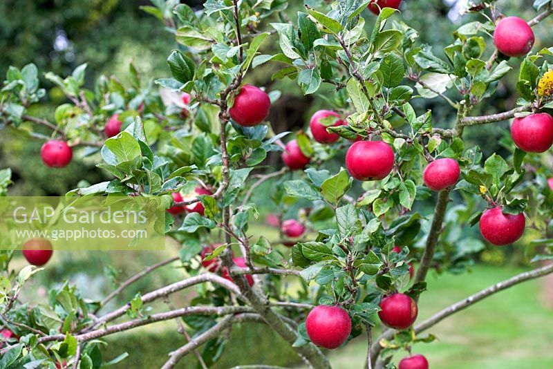 Malus sp. - Apple in fruit at Rymans garden, West Sussex

