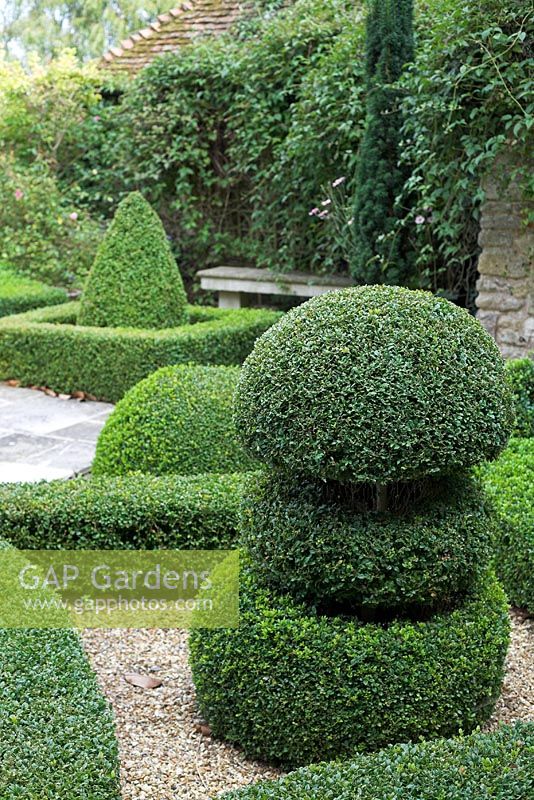 Clipped Buxus sempervirens - Box at  Rymans, West Sussex