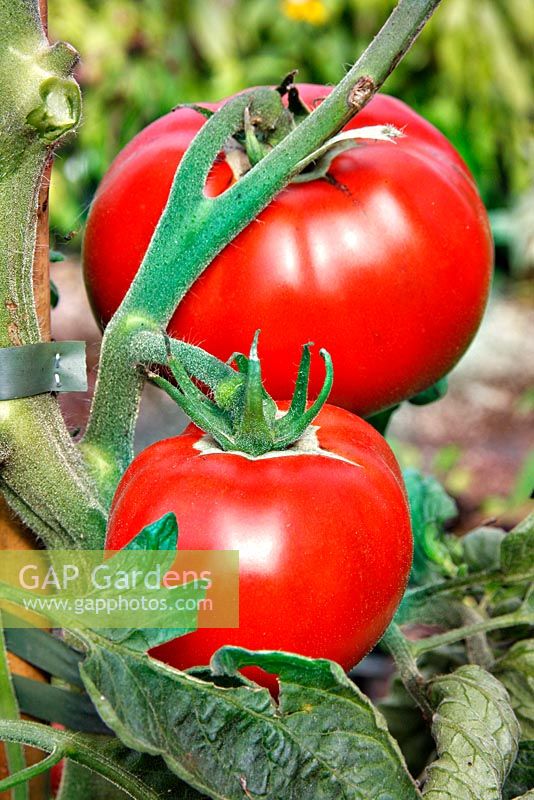 Tomato 'St Pierre' . Traditional French Beefsteak variety