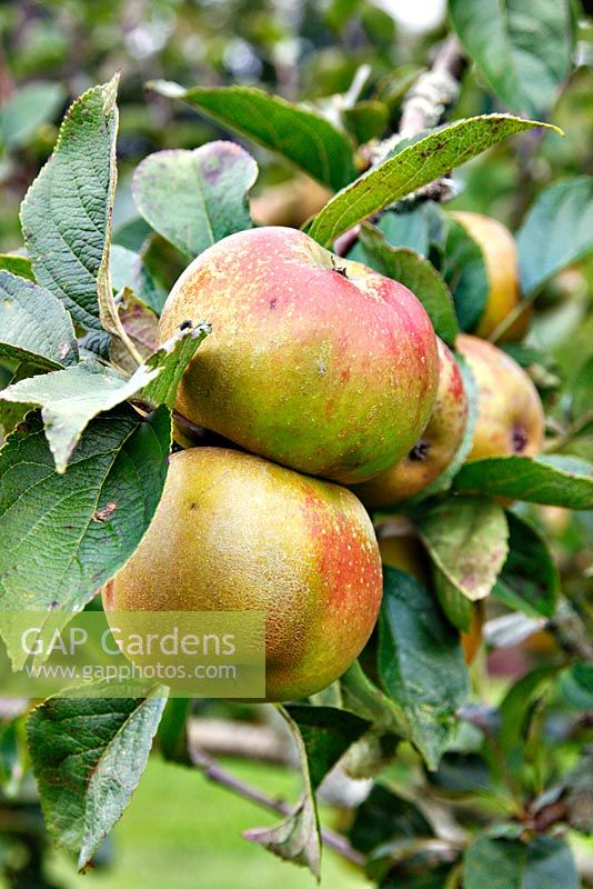 Malus domestica  - Apple  'Ashmead's Kernel'
