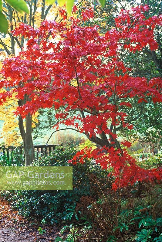 Acer palmatum 'Osakazuki' in November with bright red autumn foliage