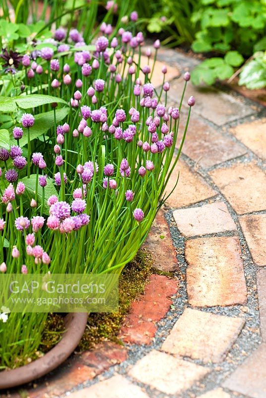 Allium schoenoprasum - Chives edge the brick path in Pottering in North Cumbria, sponsored by University of Cumbria, Cumbrian Homes Ltd, Copeland Borough Council - Silver Flora medal winner for Courtyard Garden at RHS Chelsea Flower Show 2009