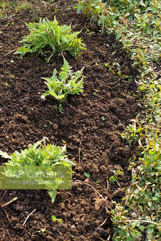 Cleared bare soil around Oriental Poppies after curbing spreading growth of Monarda, Bergamot in April, Spring