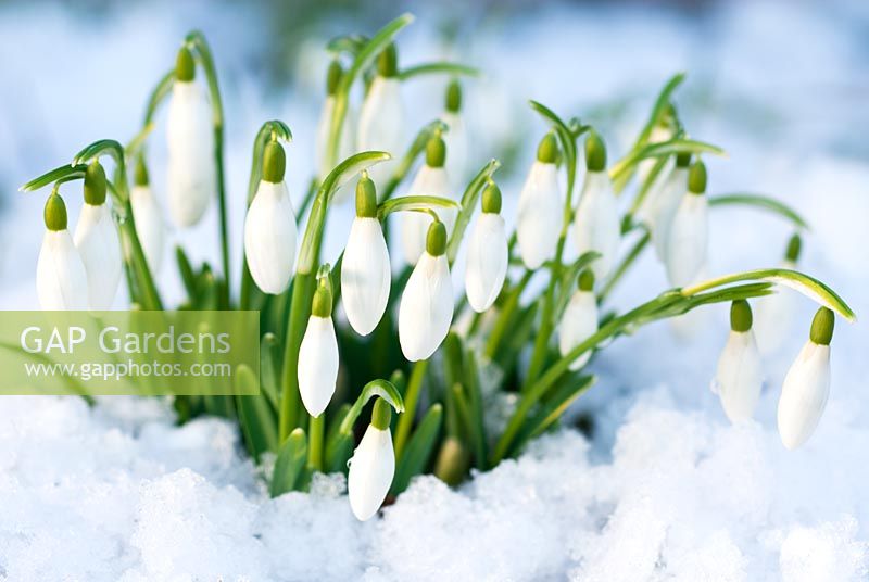 Galanthus nivalis, Snowdrop in snow in February, Winter