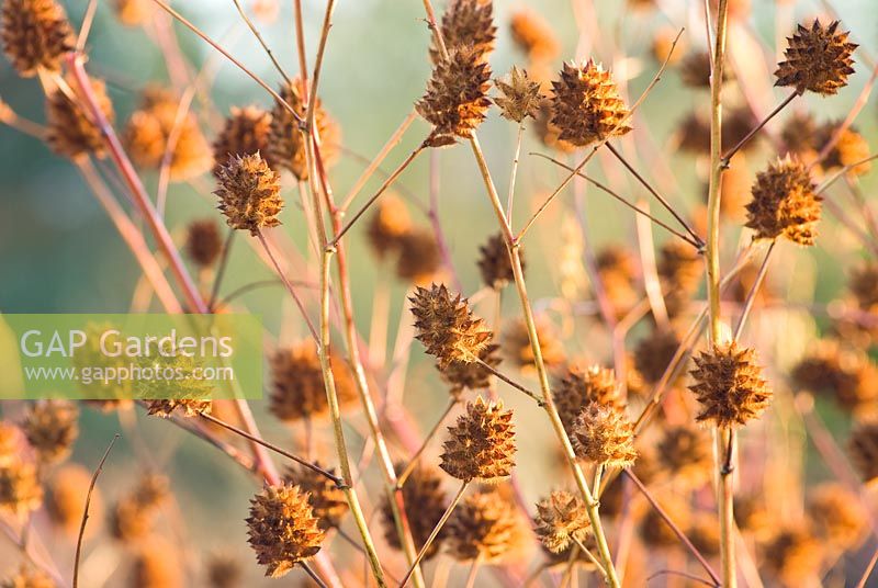 Glycyrrhiza yunnanensis seedheads in Winter sun -  Liquorice in December, Winter 