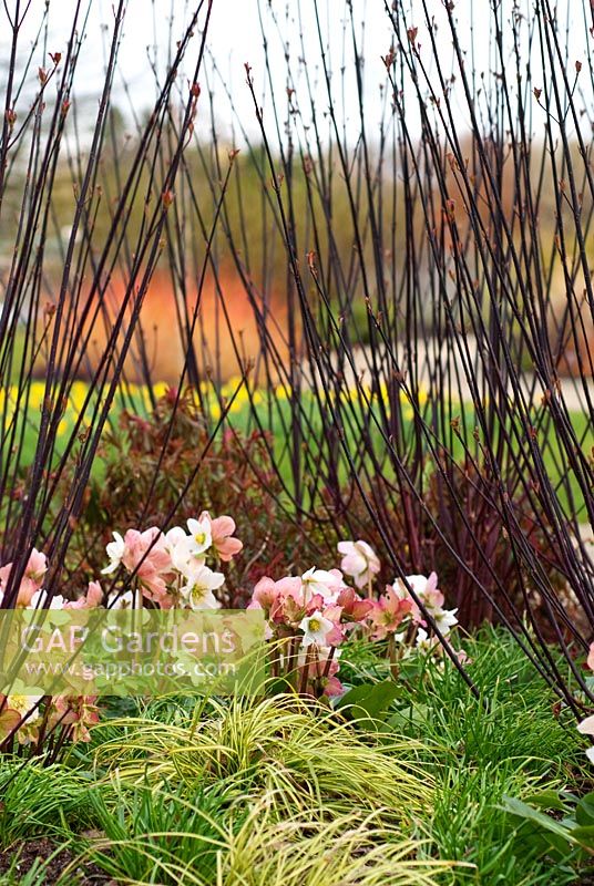 Winter plant combination with Helleborus niger 'White Christmas', Hellebore, Christmas Rose, Carex oshimensis 'Evergold', Sedge, Cornus alba 'Kesselringii', Dogwood and Euphorbia x martini, Spurge, Wolf's Milk. Perennials, Ornamental Grass and Shrub, in March, Winter. The Winter Walk at RHS Harlow Carr, Yorkshire, UK.