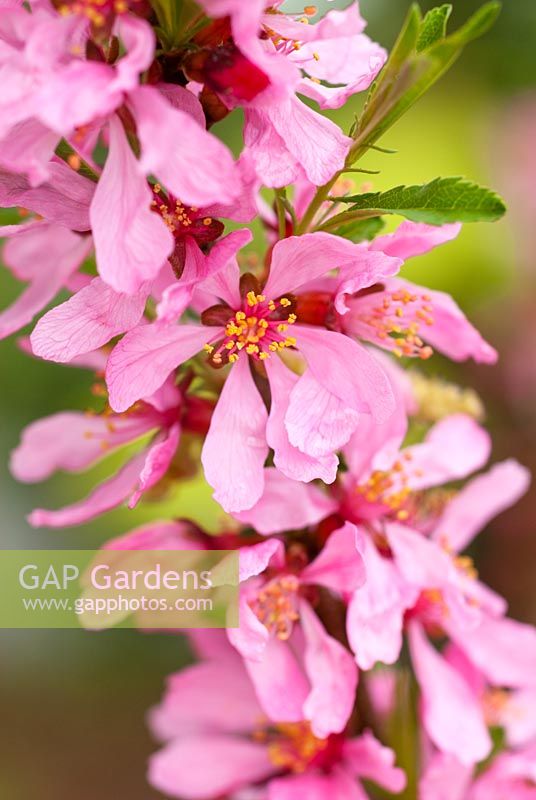 Prunus tenella 'Fire Hill' -  Dwarf Russian Almond. April, Spring. Close up portrait of pink blossom.
