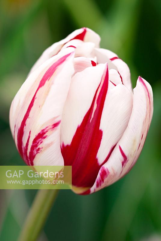 Tulipa 'Carnival de Nice', Double Late Group Tulip,  May.