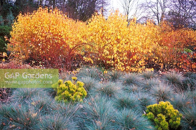 Cornus sanguinea Midwinter Fire, Dogberry, Festuca glauca Eliijah Blue, Blue Fescue, Pinus mugo Carsten's Wintergold, Mountain Pine, Rubus phoenicolasius, Wineberry.Shrubs and Conifers and Grass,  in November at The Winter Garden, Bressingham Gardens, Norfolk, UK