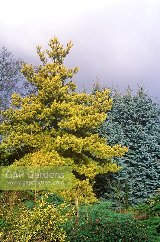 Pinus sylvestris aurea -  Scots Pine and Picea pungens 'Erich Frahm' - Colorado Spruce. February.