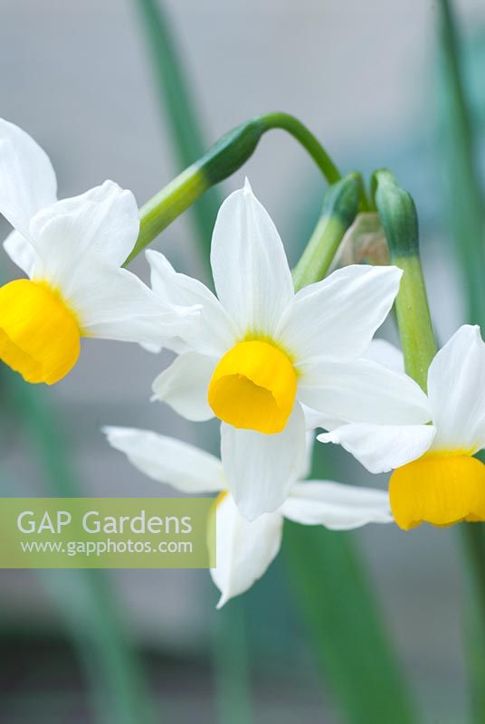 Narcissus 'Canaliculatus'