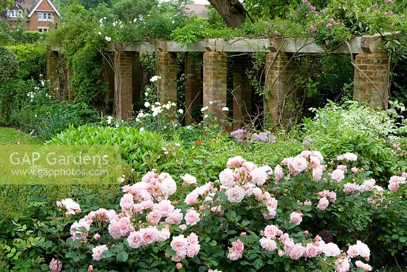 Looking over Rosa' Felicia' towards pergola