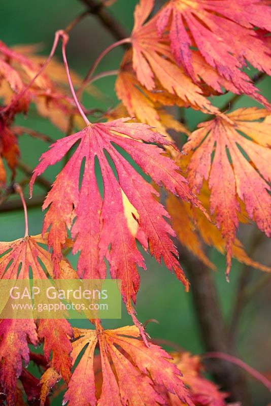 Acer palmatum 'Omurayama' - autumn foliage