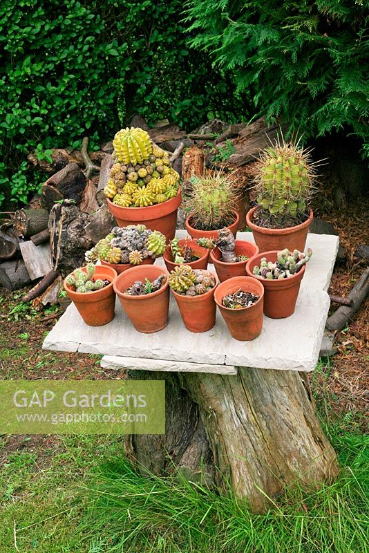 Marijke's garden. An old stump utilized as a table for a collection of cacti in pots