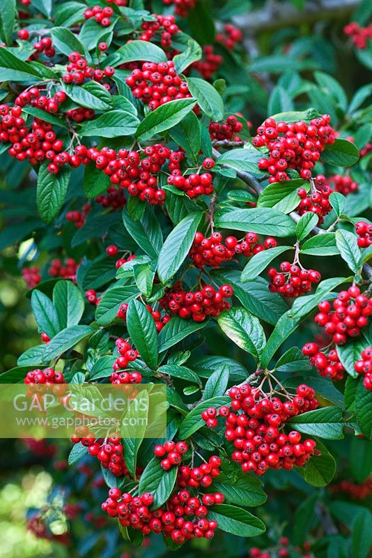 Cotoneaster x watereri 'John Waterer' berries in autumn