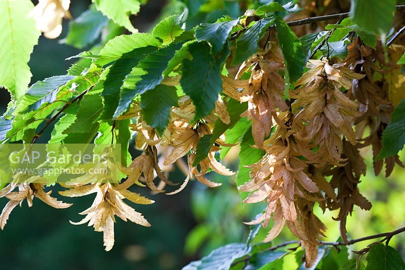 Carpinus betulus - Hornbeam seeds in autumn