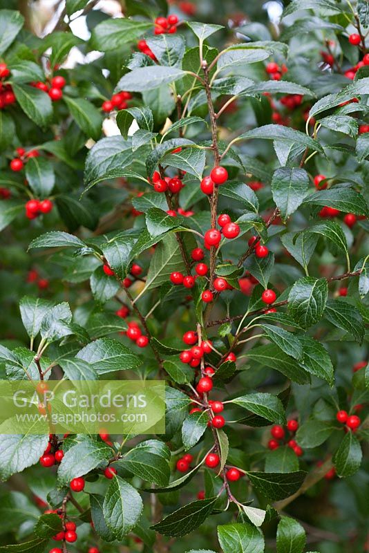 Ilex verticillata 'Afterglow' berries in autumn