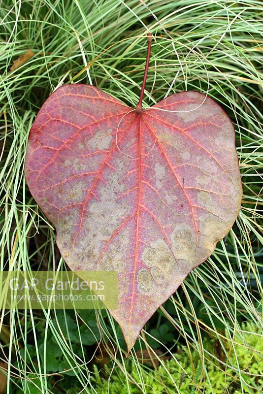 Cercis canadensis 'Forest Pansy' leaf in October - Eastern Redbud 