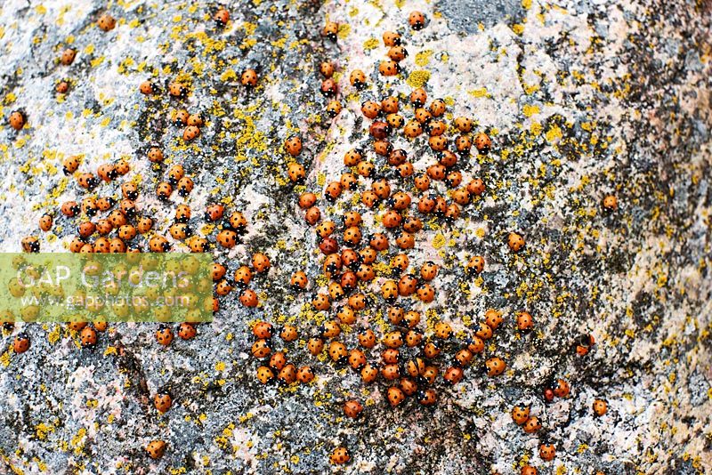 Ladybird swarms 