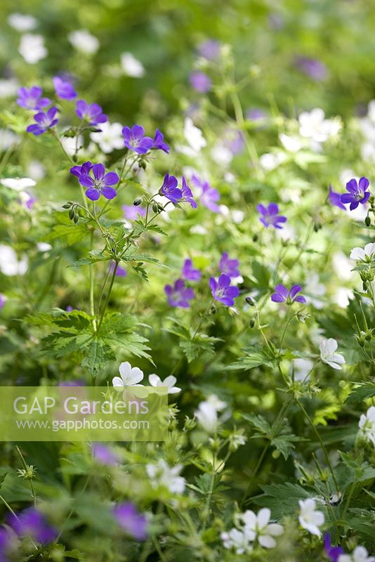 Geranium sylvaticum 'Mayflower' - Wood cranesbill   