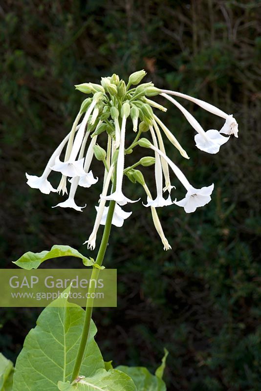 Nicotiana sylvestris, set against a high, dark hedge to illustrate the flower's form