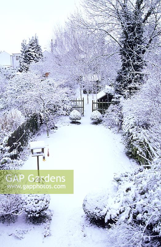 Long narrow town garden divided into sections. Formal design with lawn and box topiary nearest house leading to small woodland garden with group of birch trees and small shed. December