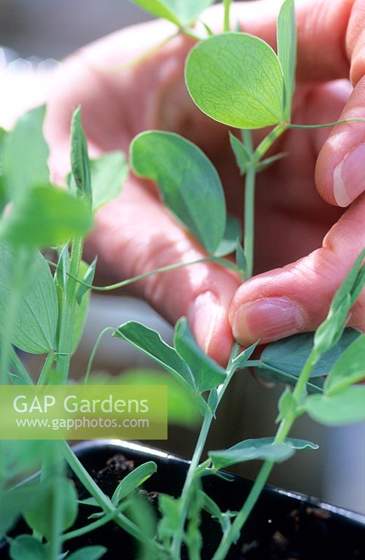 Sweet pea wigwam sequence - Removing or pinching out the growing tips of sweet pea seedlings