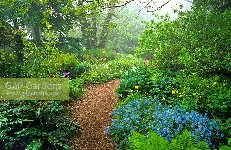 Woodland garden with Corydalis flexuosa 'Pere David', Mahonia, Hostas and ferns, path topped with bark chippings - Cambridge Botanic Gardens