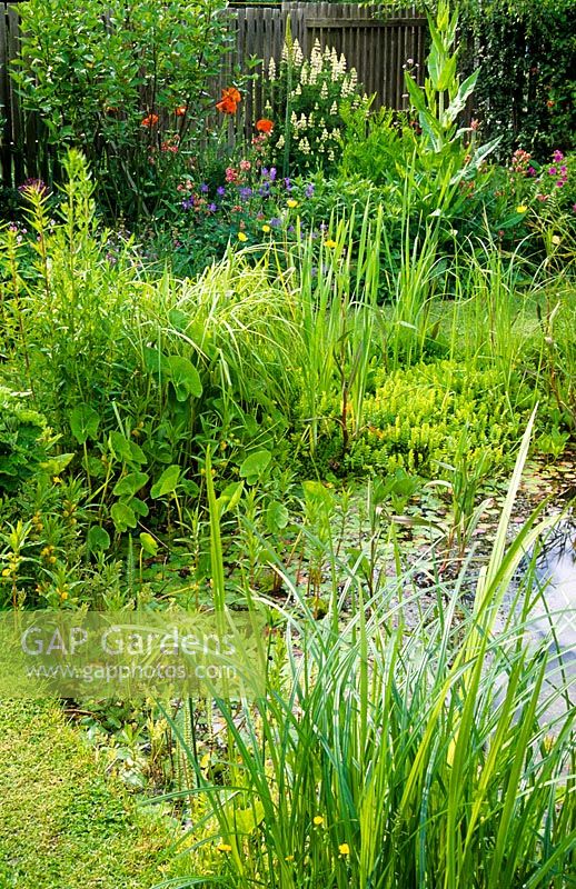 Small wildlife pond with large variety of marginal plants - Caltha, Cyperus, Lythrum, Ranunculus, Acorus and Menyanthes