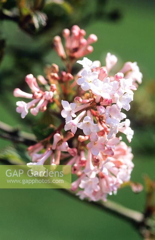 Viburnum farreri