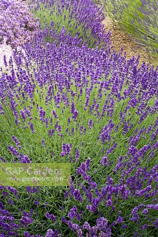 Lavandula angustifolia 'Imperial Gem' 