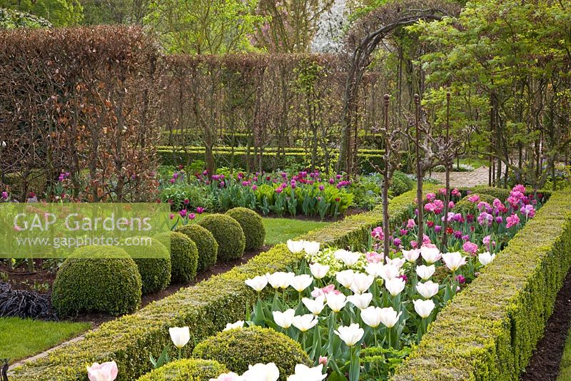Spring formal garden with Tulip 'Purissima' and garden rooms