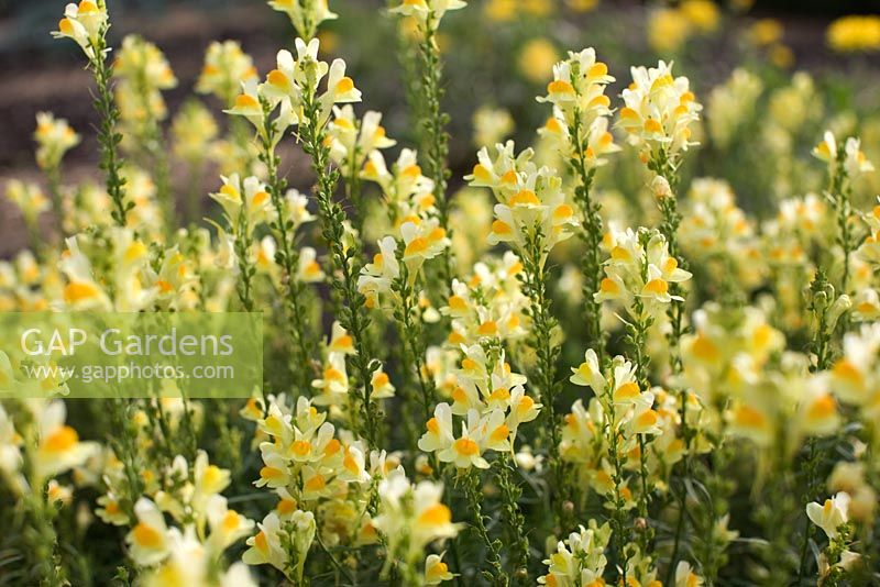 Linaria vulgaris  Common Toadflax