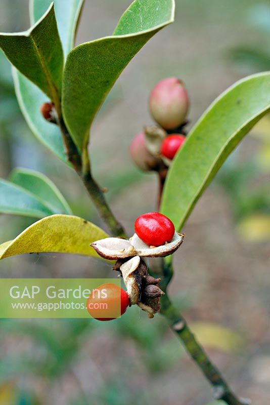 Michelia yunnanensis syn Magnolia laevifolia opening seed pods