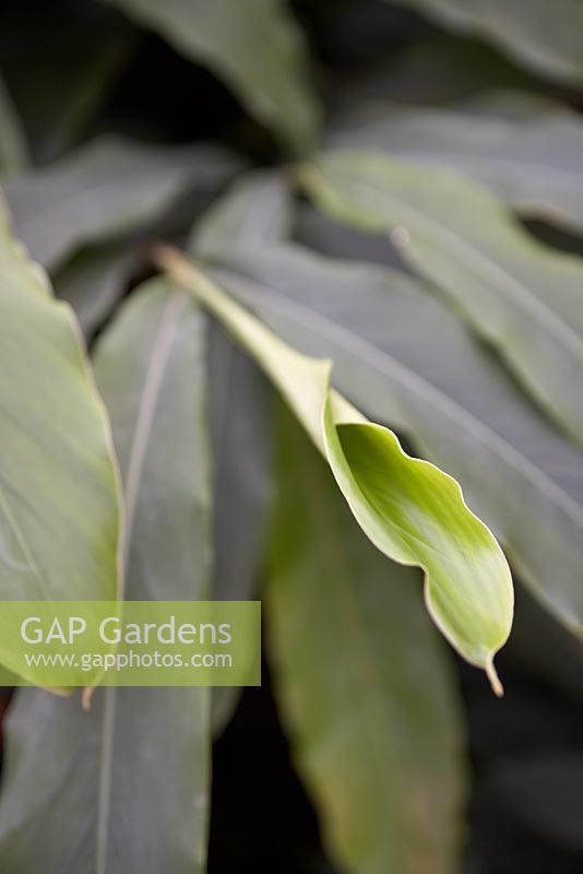 Elettaria - Cardamom leaf unfurling