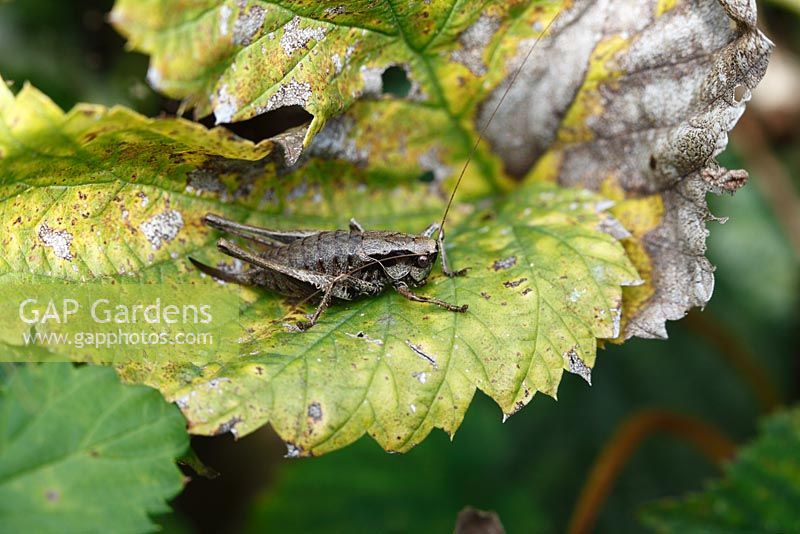 Dark bush cricket - Pholidoptera griseoaptera, female at rest on leaf