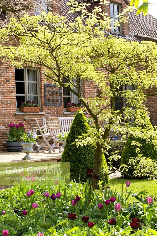 Terrace in Spring Garden with border containing the tree Cornus controversa 'Variegata' underplanted with Tulipa 'Purple Prince' and 'Cafe Noir'