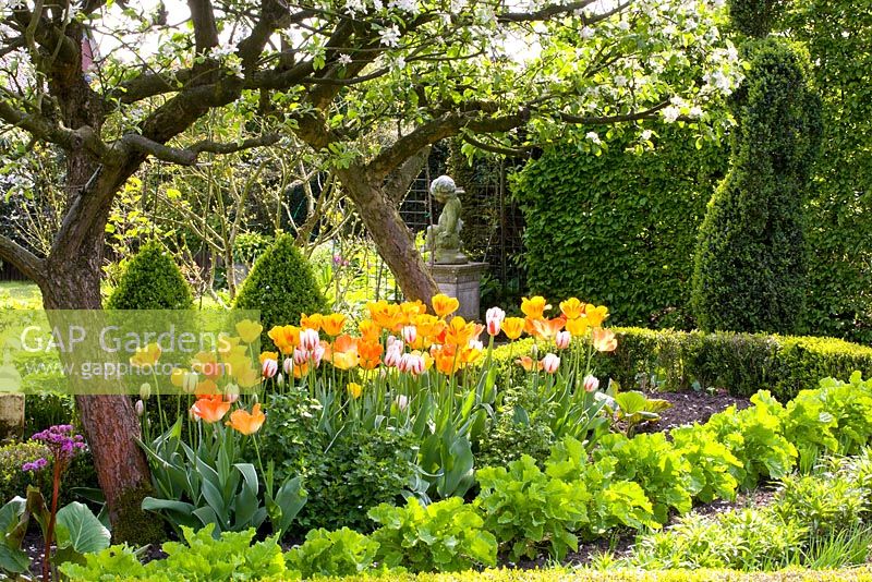 Spring border in Kitchen garden containing blossoming fruit trees underplanted with Tulipa 'Daydream', 'Fringed Solstice', 'Juliette'and 'World Expression'