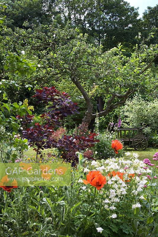 Cotinus coggygria 'Royal Purple' provides a backdrop to self-seeded Oriental orange Poppies and white Aquilegia, beyond is an old apple tree and antique cart