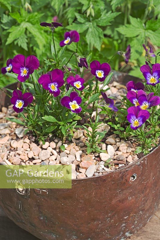 Purple Violas in old copper bowl mulched with gravel
