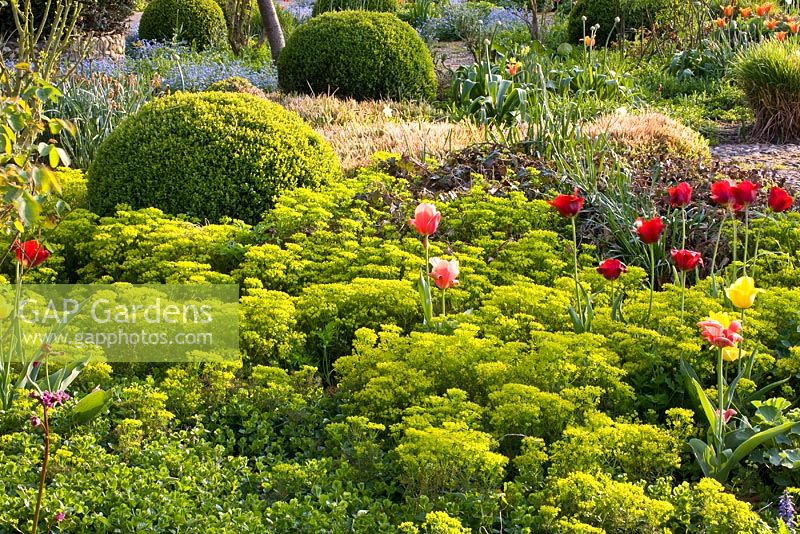 Spring border with Tulips and Euphorbia cyparissias