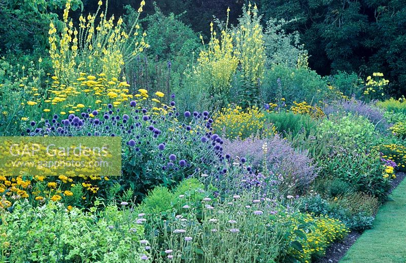 Blue and Yellow herbaceous border with Verbascums, Achiillea filipendulina, Echinops ritro, Heleniums, Nepeta and Nicotiana -  Fellows' Garden, Clare College, Cambridge