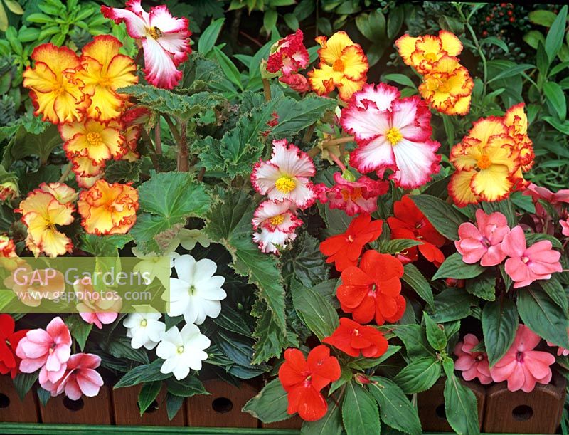 Begonias and Impatie... stock photo by Graham Strong, Image: 0160743